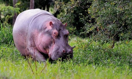 Pablo Escobar's hippopotamus