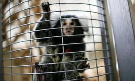 A Marmoset monkey used in animal research climbs up the bars of its cage at a testing centre