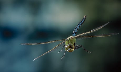 Dragonflies in danger of extinction seek sanctuary at new rescue centre, Insects