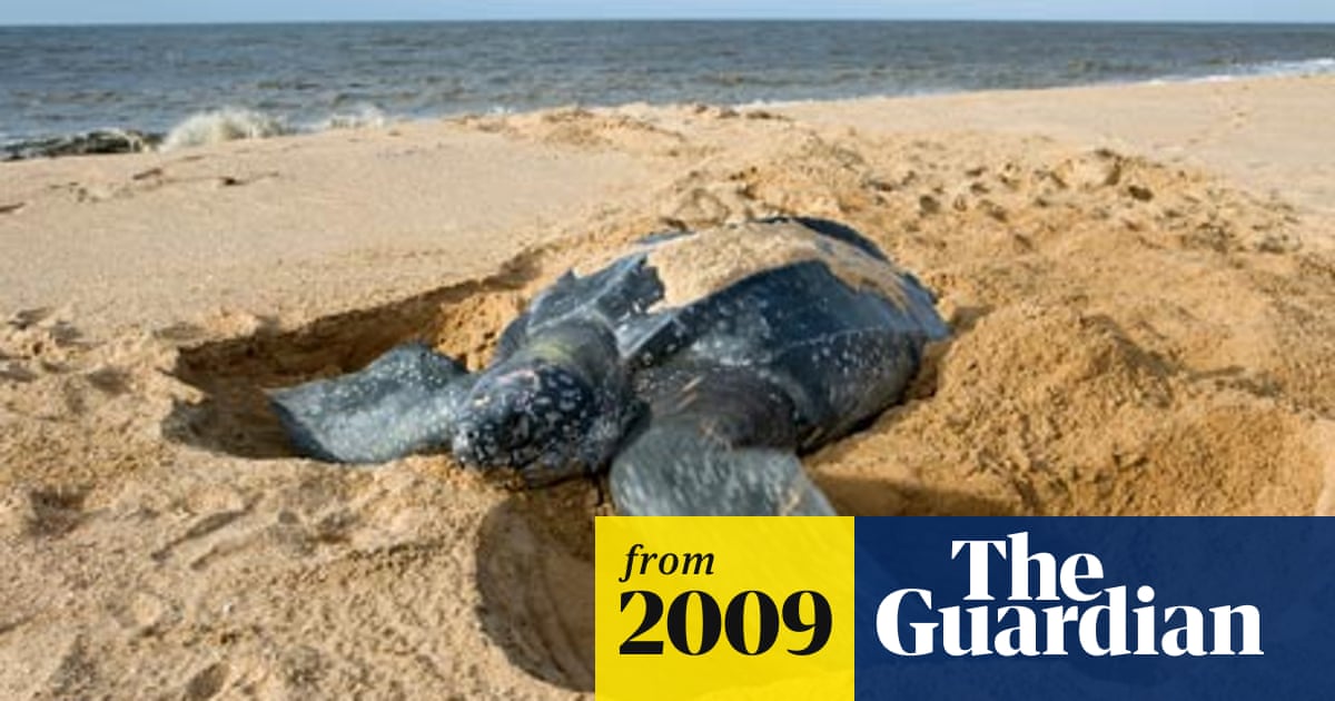 Human activity is driving Earth's 'sixth great extinction event' | Environment | The Guardian Human activity is driving Earth's 'sixth great extinction event' | Environment | The Guardian