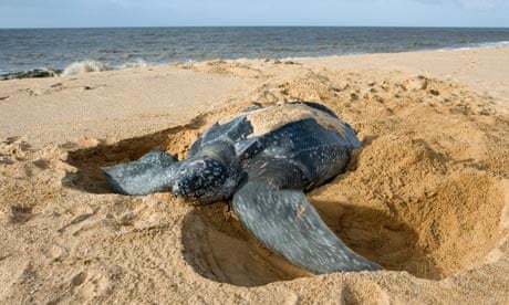A leatherback turtle in Surinam