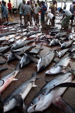 Satellite eye on Earth: Fish on display in Negombo