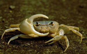 Satellite eye on Earth: Freshwater crabs