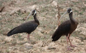 Satellite eye on Earth: White-shouldered ibis