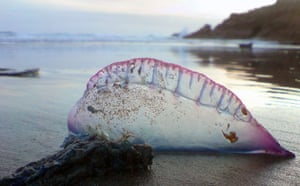 Satellite eye on Earth: Portuguese Man O' Wars jellyfish washed up on Whitsand beach in Cornwall