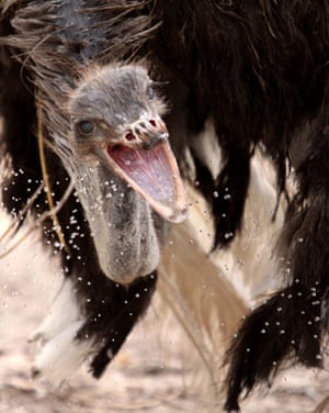 Week in Wildlife: An African ostrich at Al-Areen wildlife park in Sakhir, Bahrain