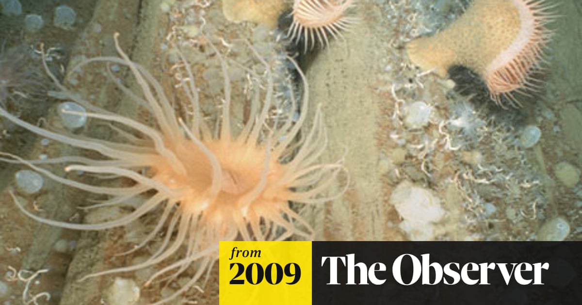 Get North Pole Sea Anemone Named Most Northerly Species Marine Life The Guardian For Android Free Wallpaper North Pole Sea Anemone Named Most Northerly Species Marine Life The Guardian For iPhone Free