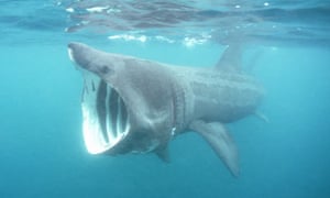 heatwave prompts surge in massive basking sharks off british shores