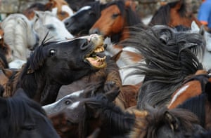 Sabucedo horses: Wild horses fight during the Rapa Das Bestas festival 