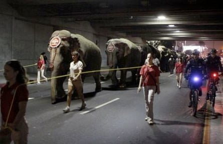 Elephants