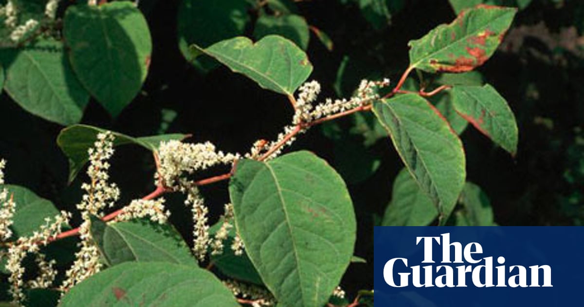Could A Tiny Insect Halt The Invasion Of Japanese Knotweed Plants The Guardian Could A Tiny Insect Halt The Invasion Of Japanese Knotweed Plants The Guardian