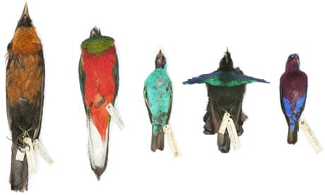 Country diary: moulting birds leave treasure for collectors, Birds
