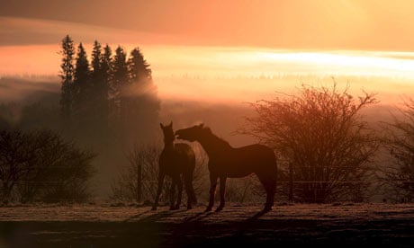 Horses at sunrise
