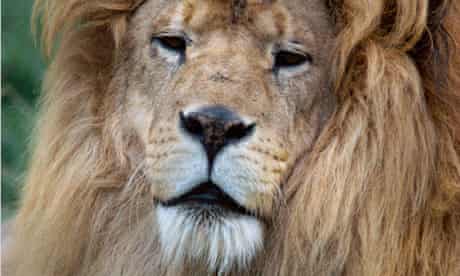A lion at Chessington Zoo 