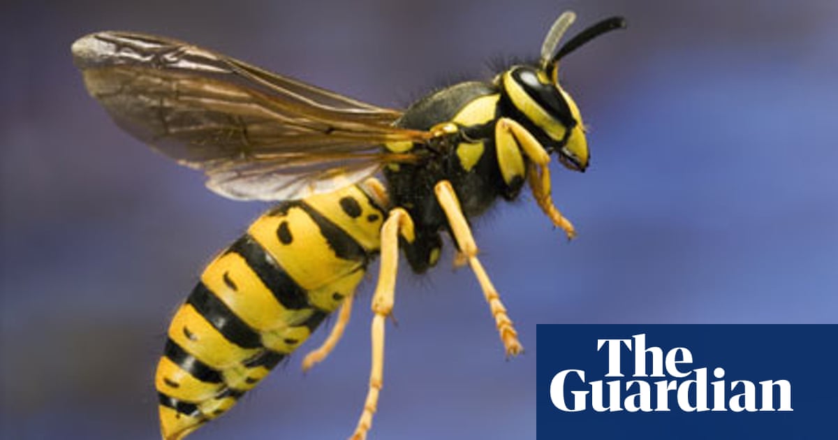 Notes Queries Why Do Wasps Sting People Life And Style The
