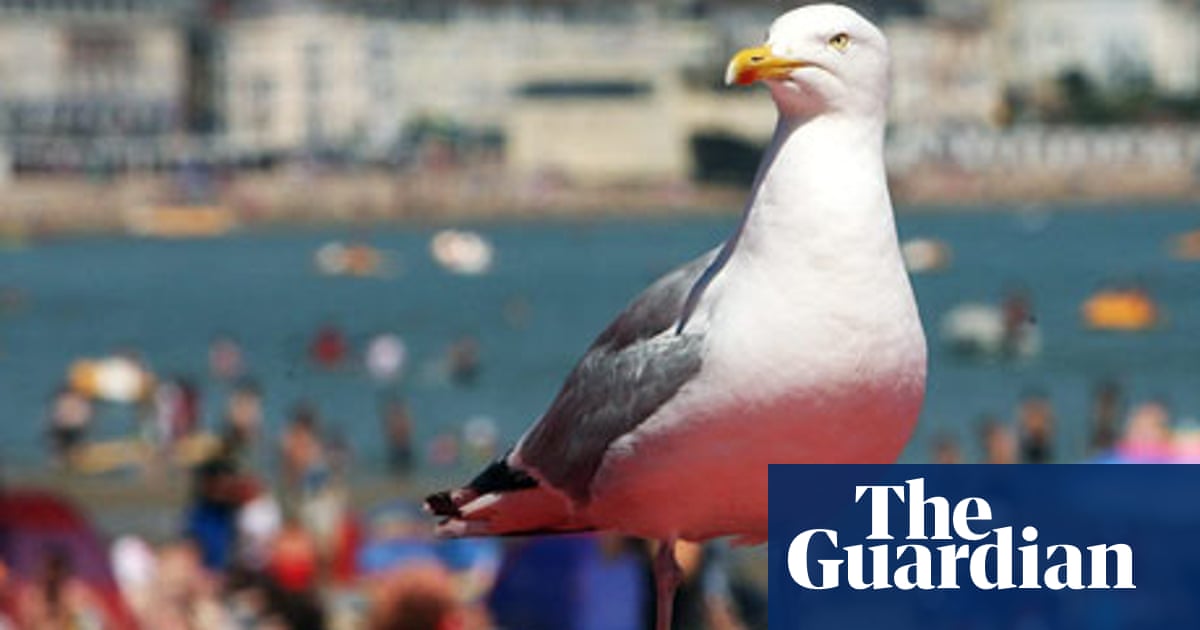 In Defence Of Seagulls Stephen Moss Environment The Guardian