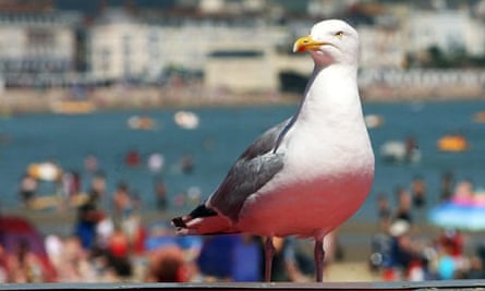 In Defence Of Seagulls Birds The Guardian