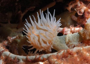 Galapagos coral reef: Gorgonian anemone, Galapagos coral reefs in Ecuador
