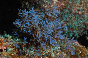 Galapagos coral reef: Darwin Algae Galapagos coral reefs in Ecuador