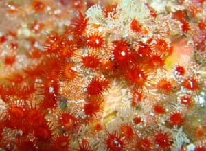 Galapagos coral reef: Hydrozoanthus, Galapagos coral reefs in Ecuador