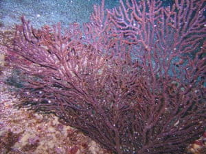 Galapagos coral reef: Muricea, Galapagos coral reefs in Ecuador