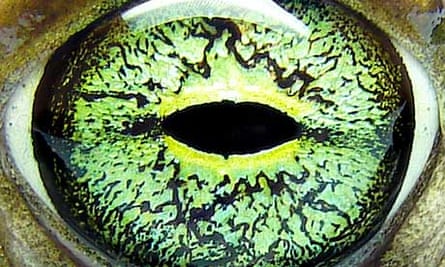Eye of a European green toad, Bufo viridis