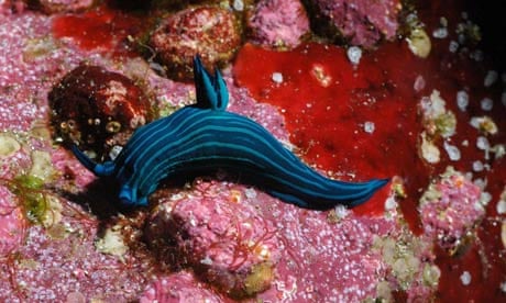 Coral discovered in Galapagos: A nudibranch rests against brightly coloured coral at the Wolf Island
