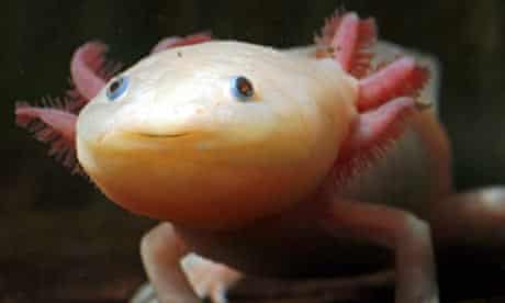 An Axolotl