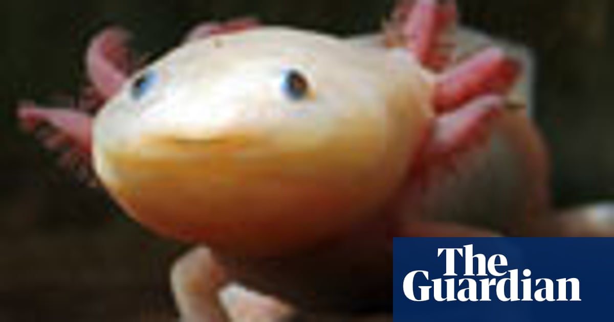 Poodles In Disguise Baby Pandas And The Mysterious Axolotl Pets The Guardian Poodles In Disguise Baby Pandas And The Mysterious Axolotl Pets The Guardian