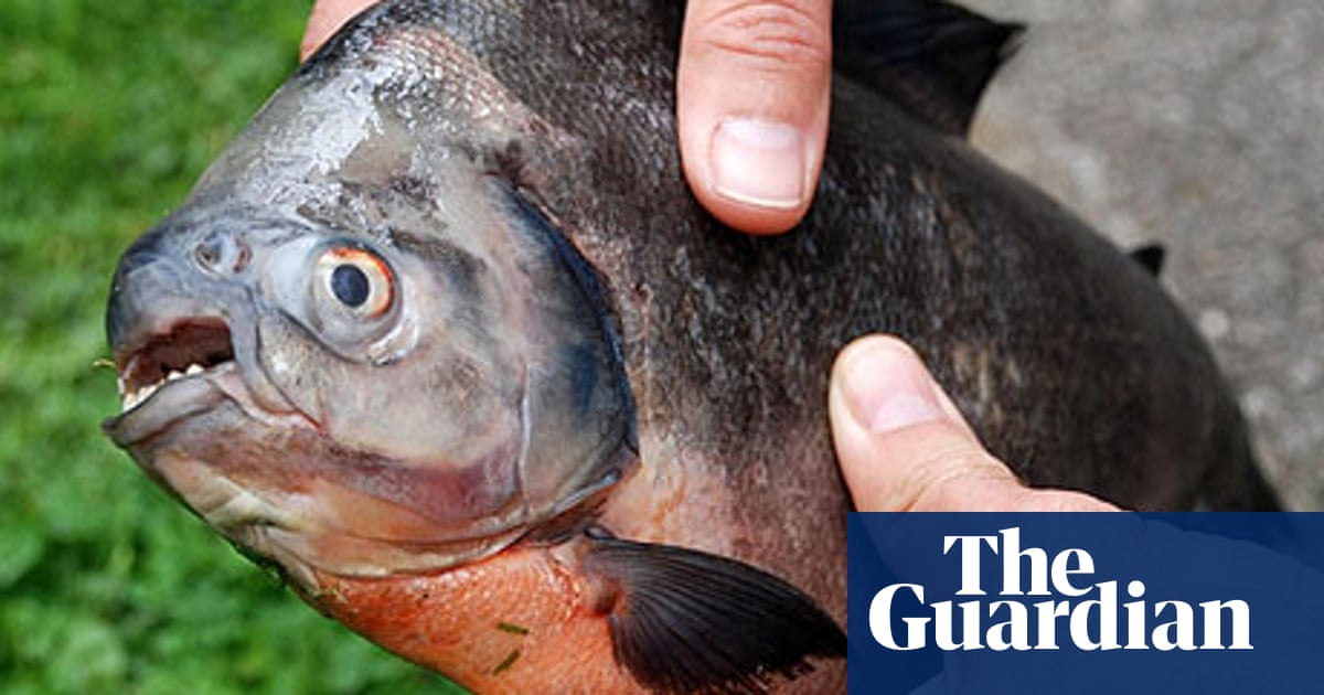 Are we too spell-bound? | Crosswords | The Guardian