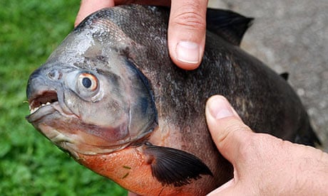 A piranha found in the river Torridge in Devon