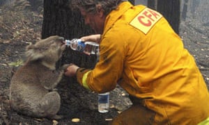 Australian Bushfire Survivor Sam The Koala Dies Australia News
