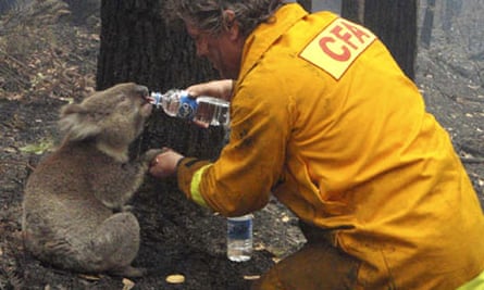 Australian Bushfire Survivor Sam The Koala Dies Australia News The Guardian