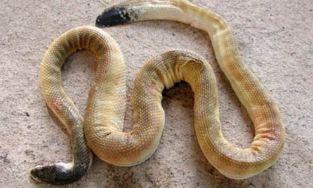 Premium Photo  Two-headed snake or pipe snake is a type of non-venomous  whose head and tail are almost the same