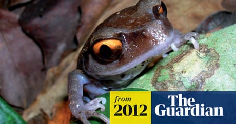 Asian Frogs Becoming Extinct Before They Can Be Identified Biologists Warn Conservation The Guardian