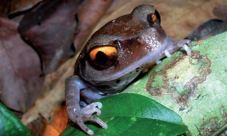 The Eastern Himalayas : New species discovered by WWF: Smith's litter frog