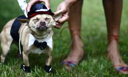 The Ethics Of Veggie Cats And Dogs Ethical And Green Living The Guardian