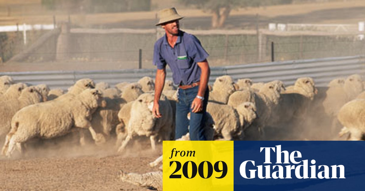 Fashion Chains Threaten Australian Wool Boycott Australia News The Guardian