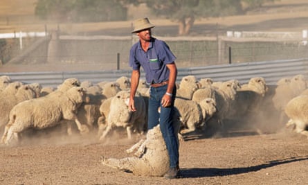 Fashion Chains Threaten Australian Wool Boycott Australia News The Guardian