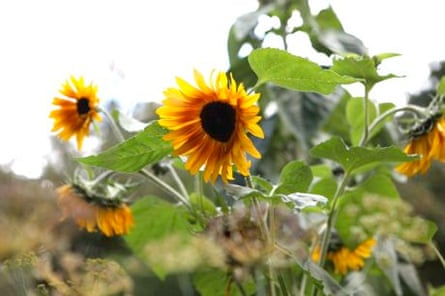 Sunflowers And Stinky Comfrey Tea Allotments The Guardian