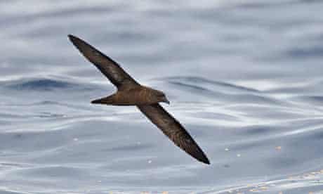 The first Fiji Petrel to be photographed at sea, Gau Island, Fiji, during the Tubenoses expedition