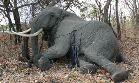 Trophy hunting in Africa : Elephants are highly prized among trophy hunters 