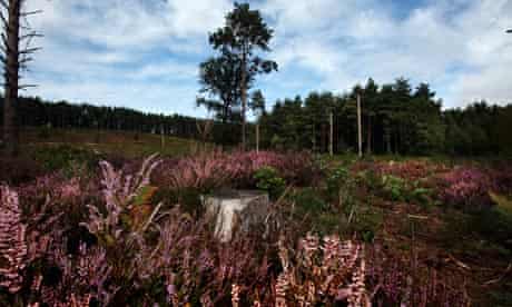 Heathland lavender at the RSPB Farnham Heath nature reserve