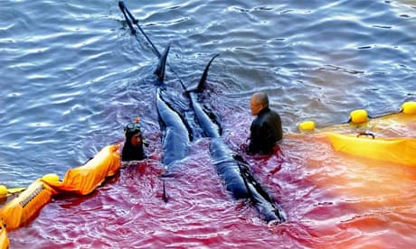 Fisheries workers guide what appear to be pilot whales at a cove in Taiji, Japan