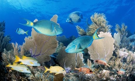 Coral reef : Fish on coral reef in Key Largo, Florida Keys, US.