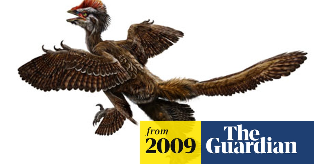 Feathered dinosaur fossils find has Chinese scientists all