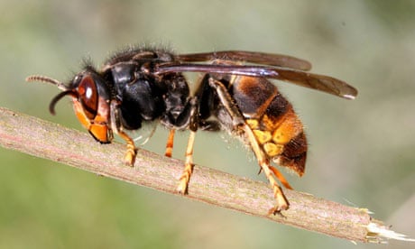 Asian predatory hornet, Vespa velutina