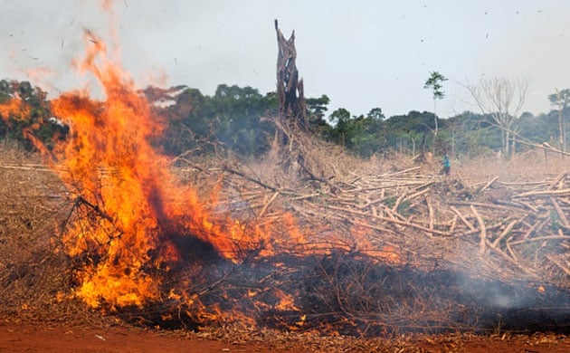 In pictures Daniel Beltra's photographs of deforestation