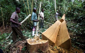 Rainforest Project: Deforestation in DRC
