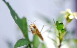 In pictures The week in wildlife Environment The Guardian In pictures The week in wildlife Environment The Guardian